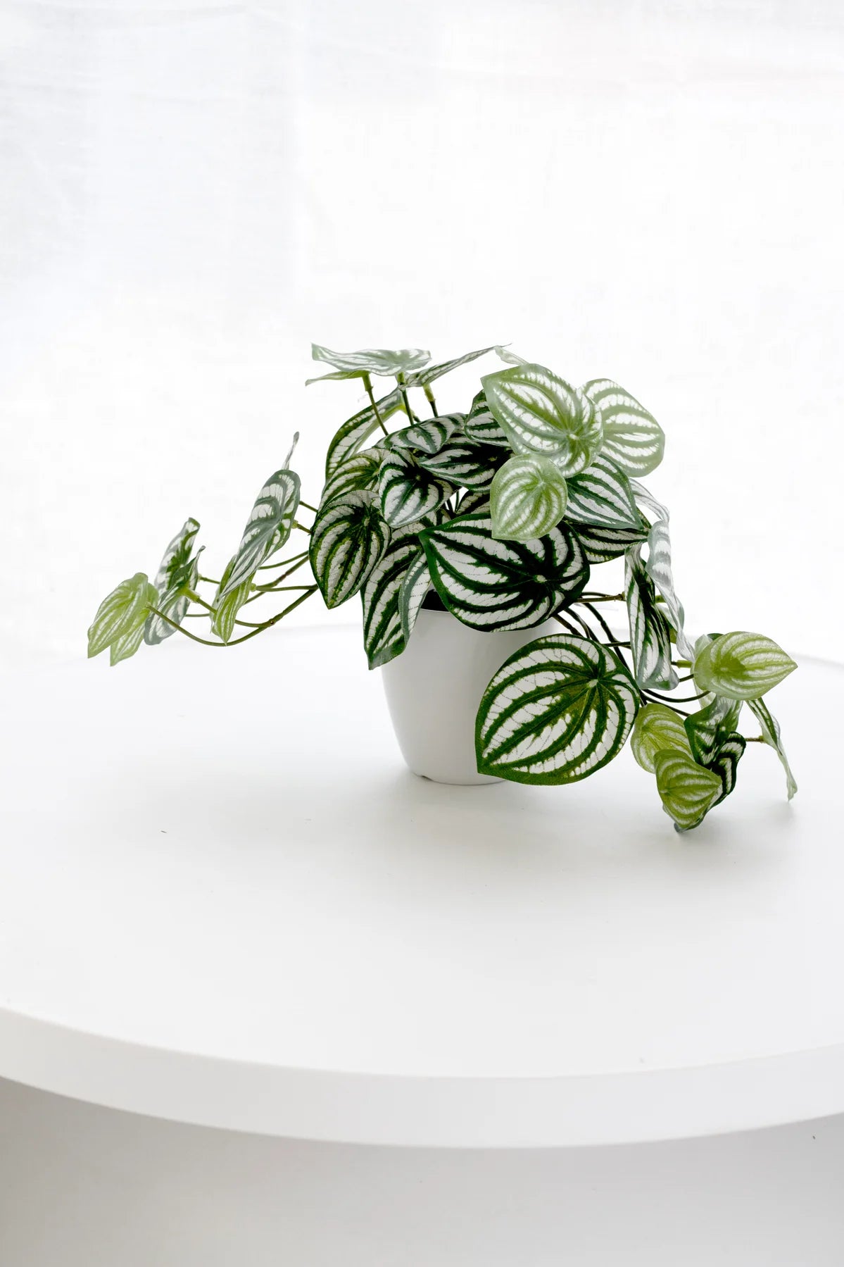 Faux Watermelon Peperomia