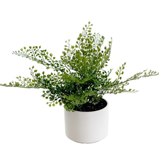 Faux Maidenhair Fern in Ceramic Pot