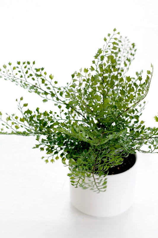 Faux Maidenhair Fern in Ceramic Pot