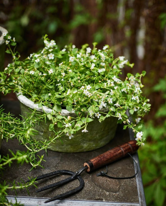 Evergreen Bowl Pot and Saucer - Large