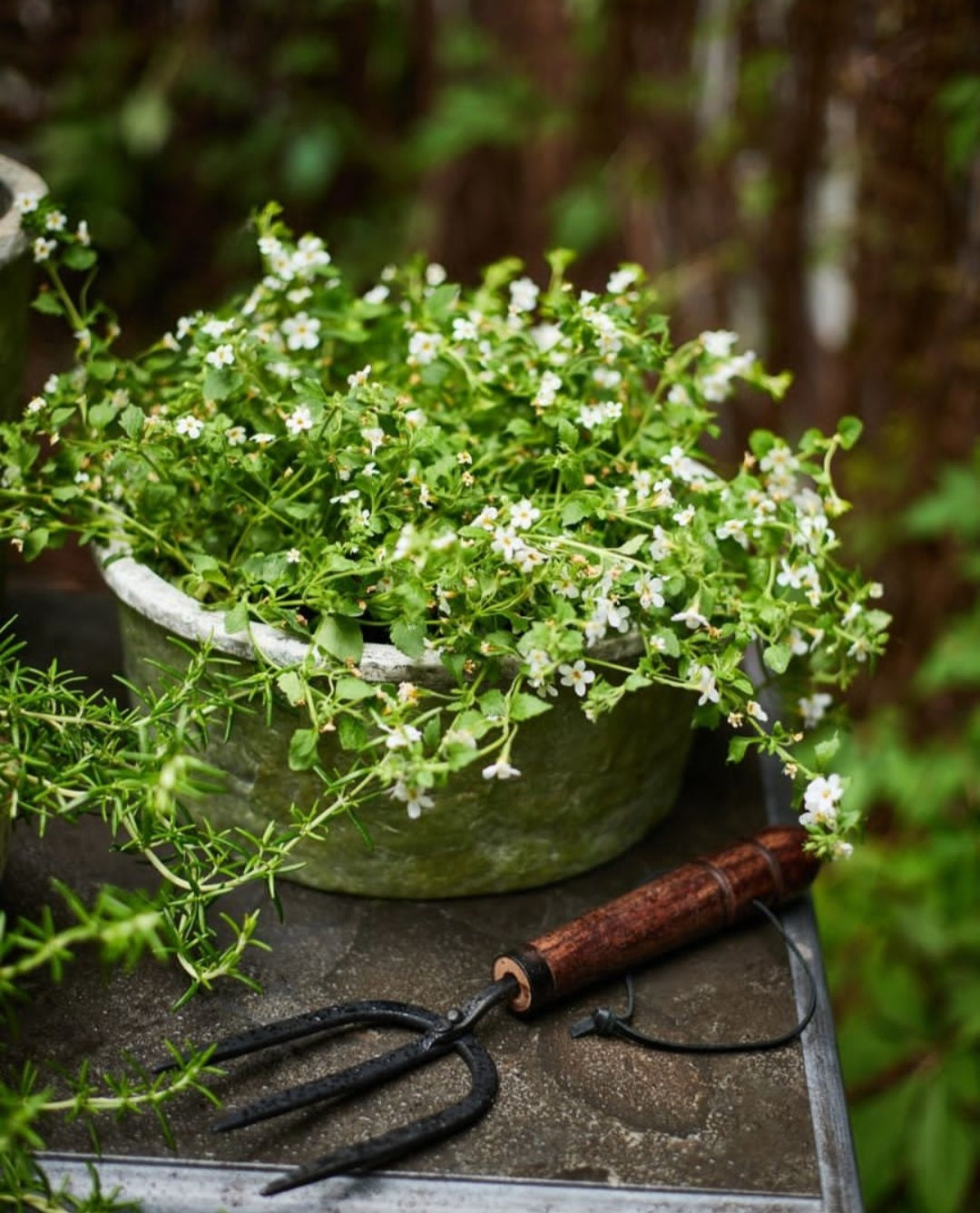 Evergreen Bowl Pot and Saucer - Small