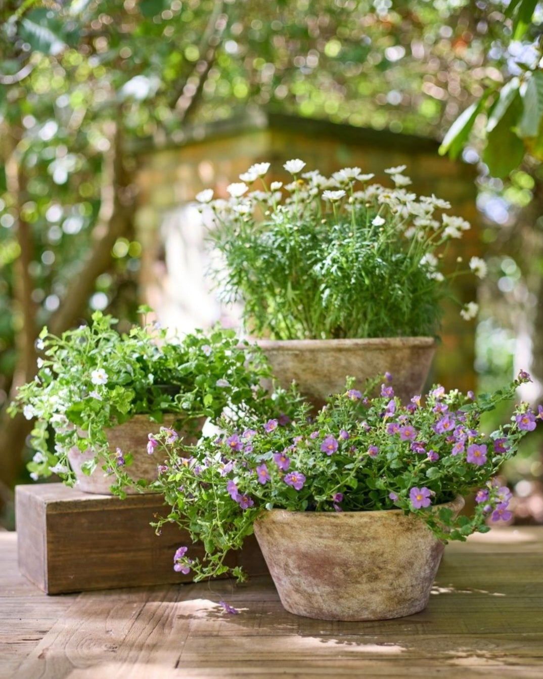 Providence Wide Bowl Planter Pots