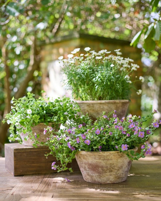 Providence Wide Bowl Planter Pots