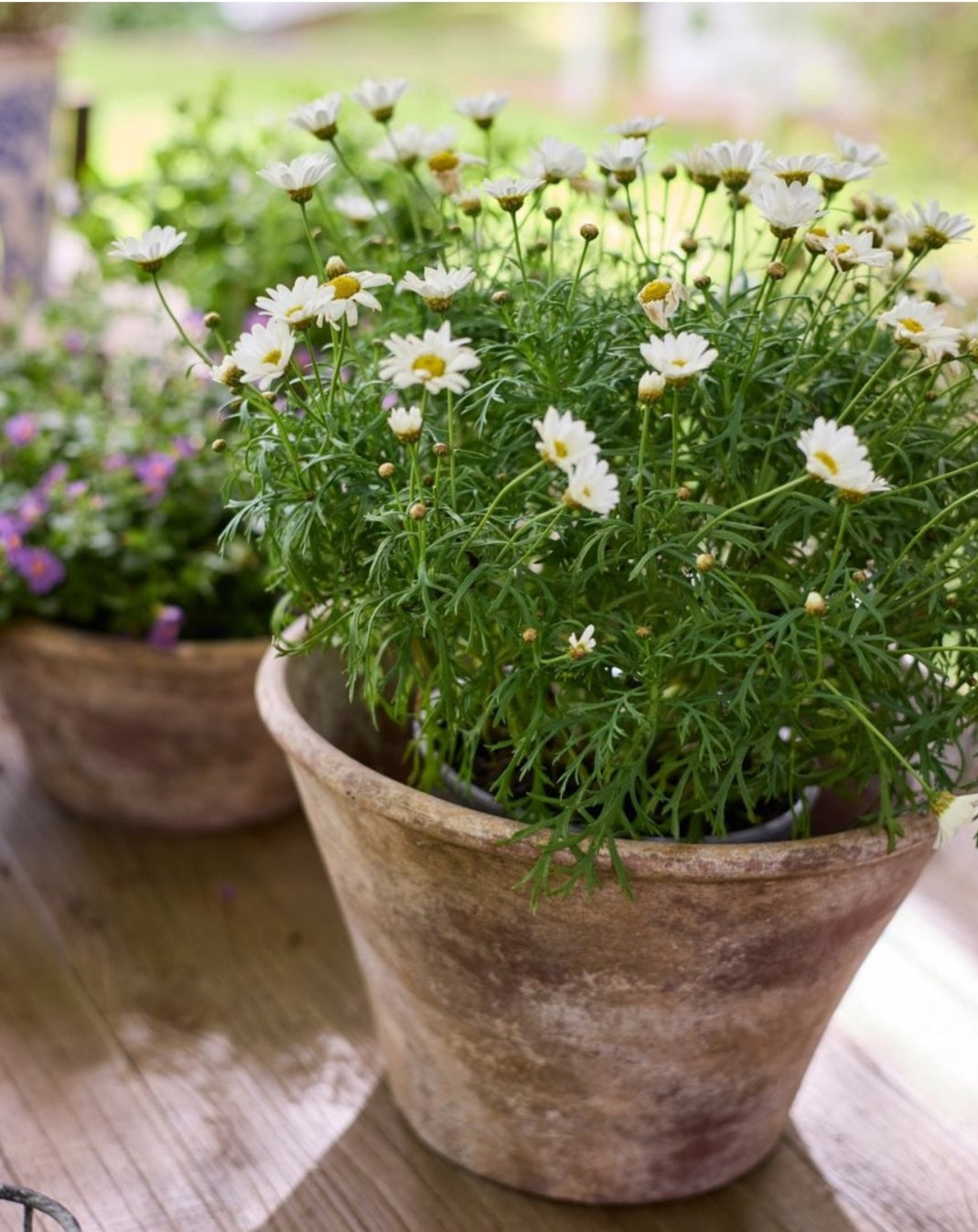 Providence Wide Bowl Planter Pots