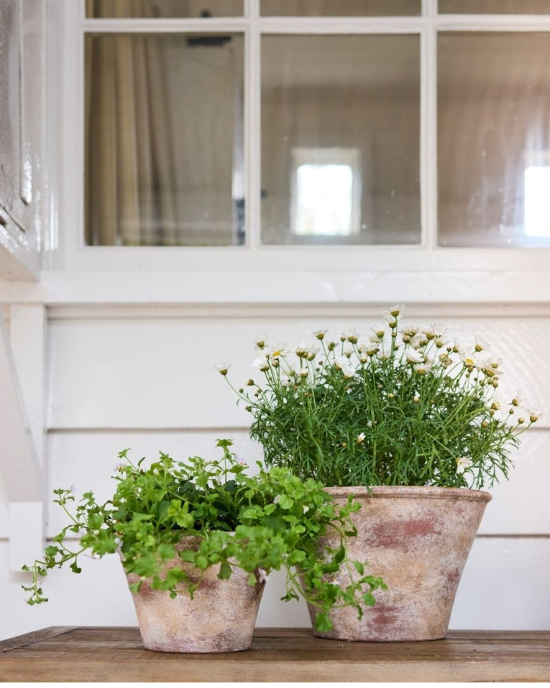 Providence Wide Bowl Planter Pots