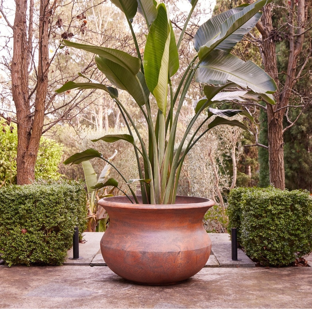 Triton Belly Pots - Rust