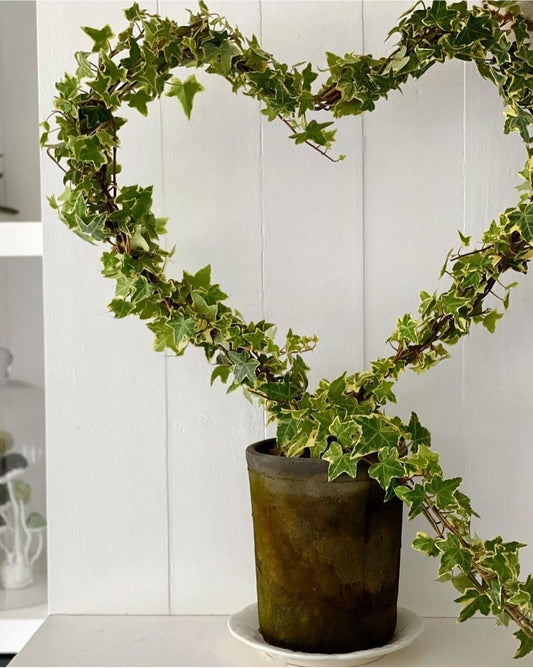 Plant Grow Frame - Heart