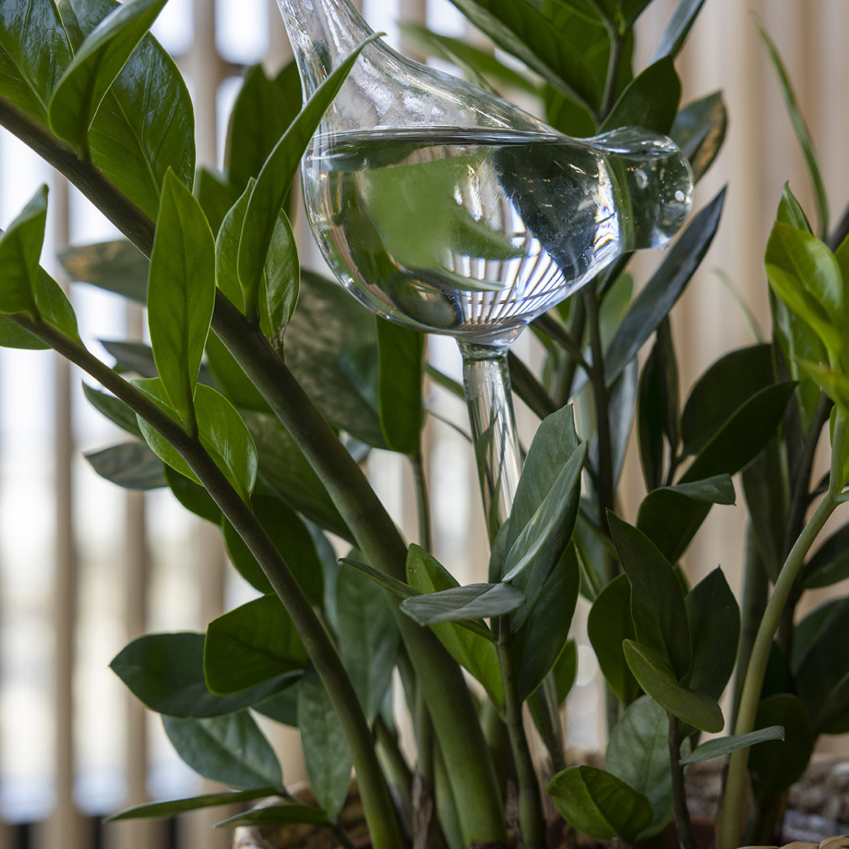 self watering plant glass birds Plant Watering Glass Bird – oasisgardennz