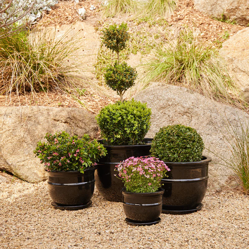 Belly Pot with Saucer - Black