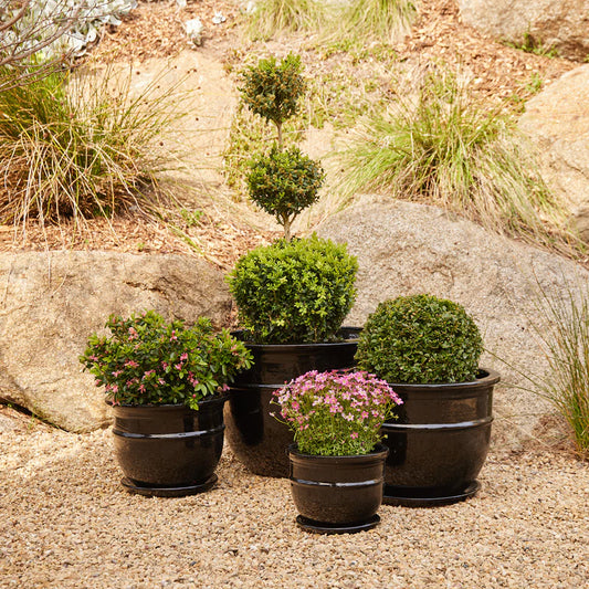 Belly Pot with Saucer - Black