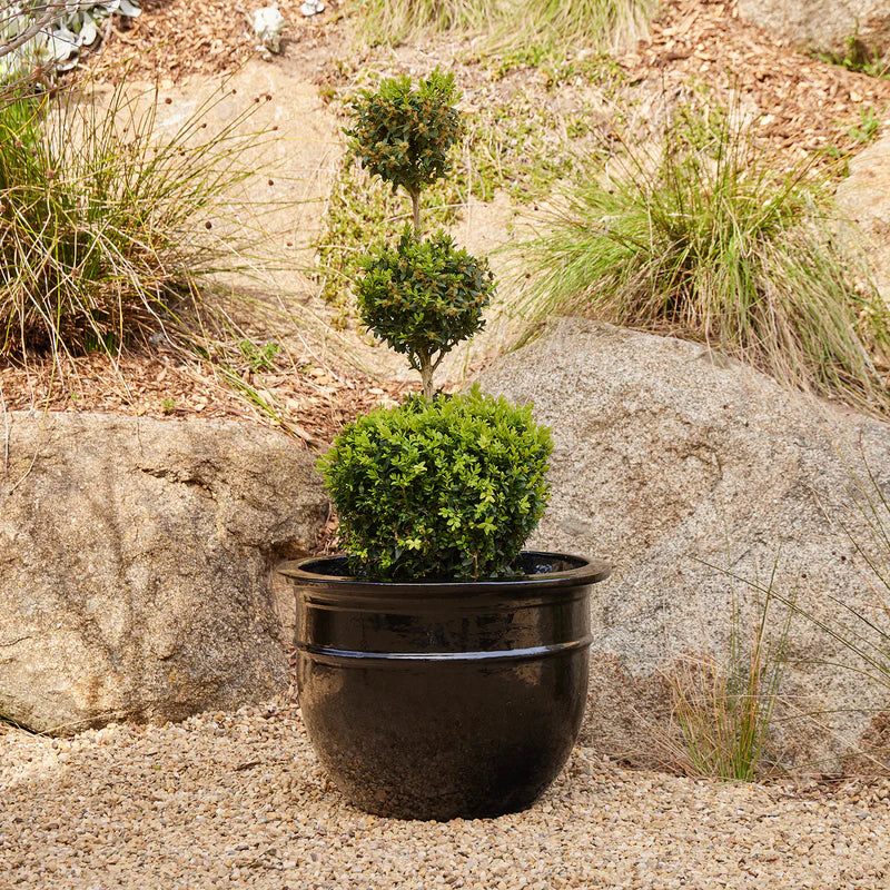 Belly Pot with Saucer - Black