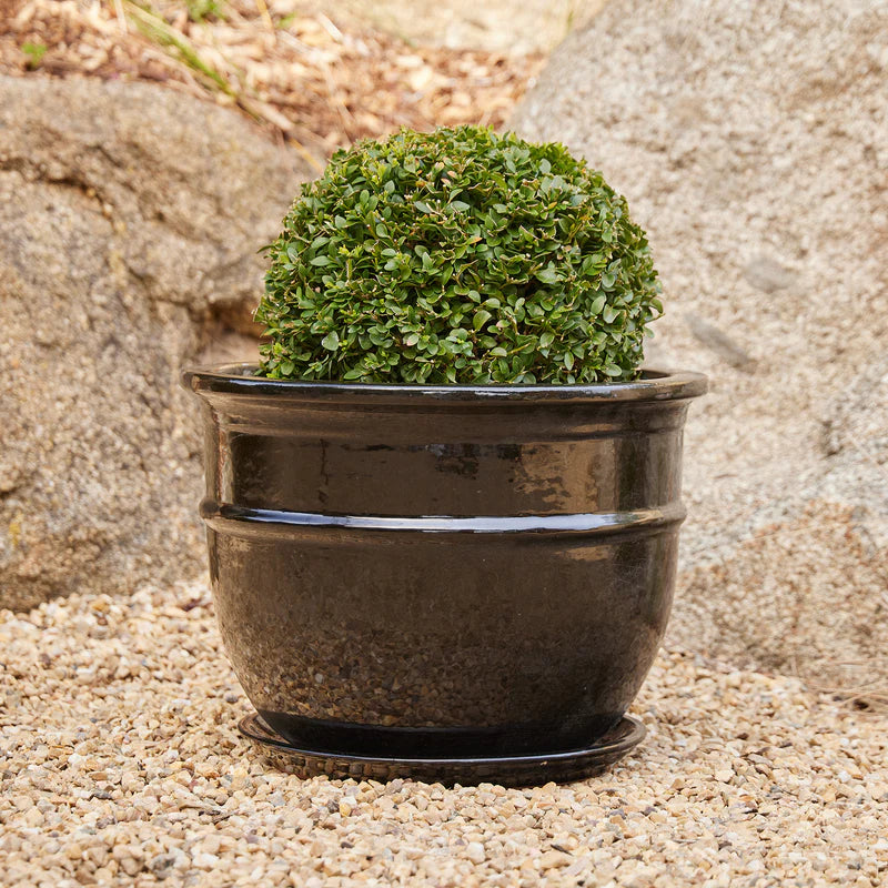 Belly Pot with Saucer - Black