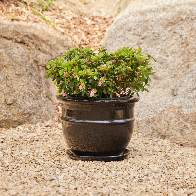 Belly Pot with Saucer - Black