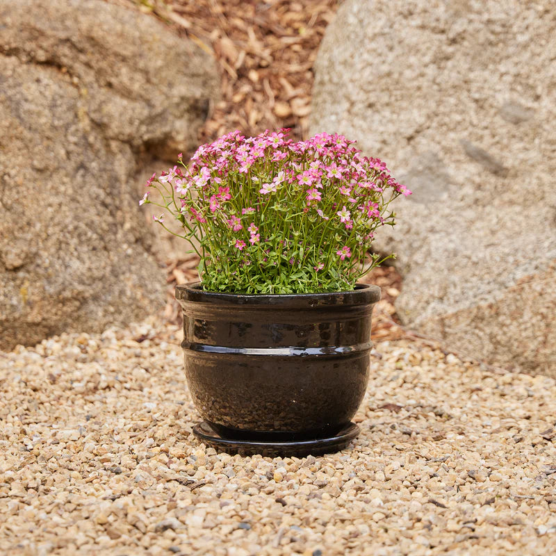 Belly Pot with Saucer - Black