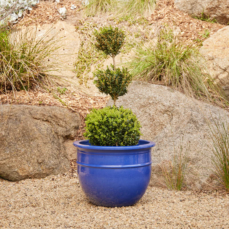 Belly Pot with Saucer - Blue