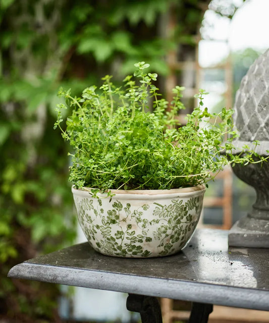 Botanical Garden Bowl Pot - Large