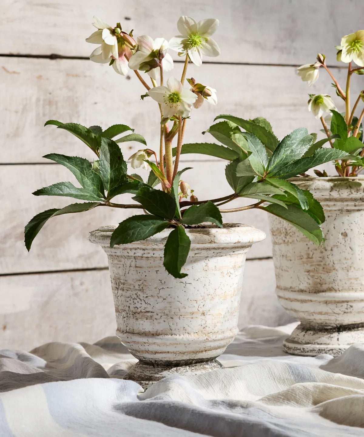 Rustic White Urn Planters
