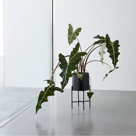 Airey Plants on Stands - Black