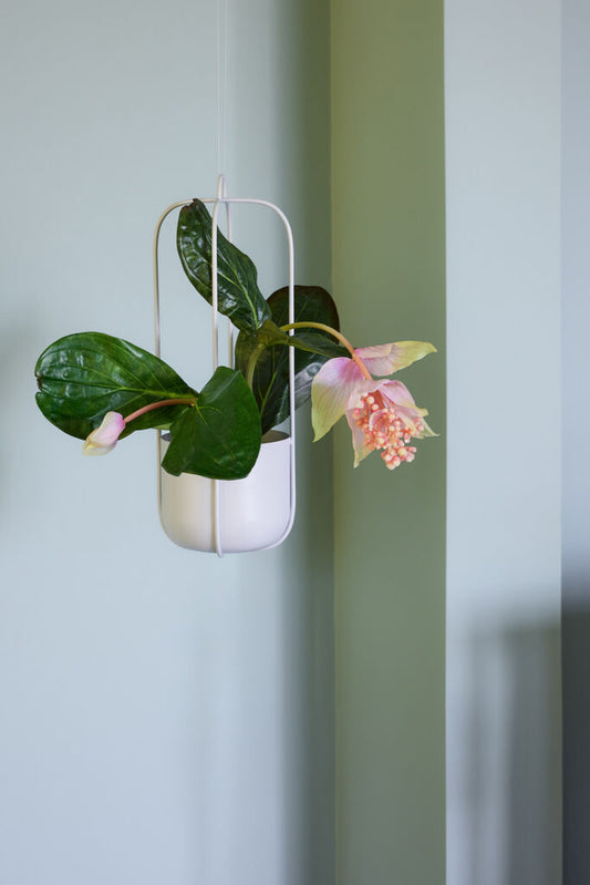 Lotus Hanging Planters - Grey