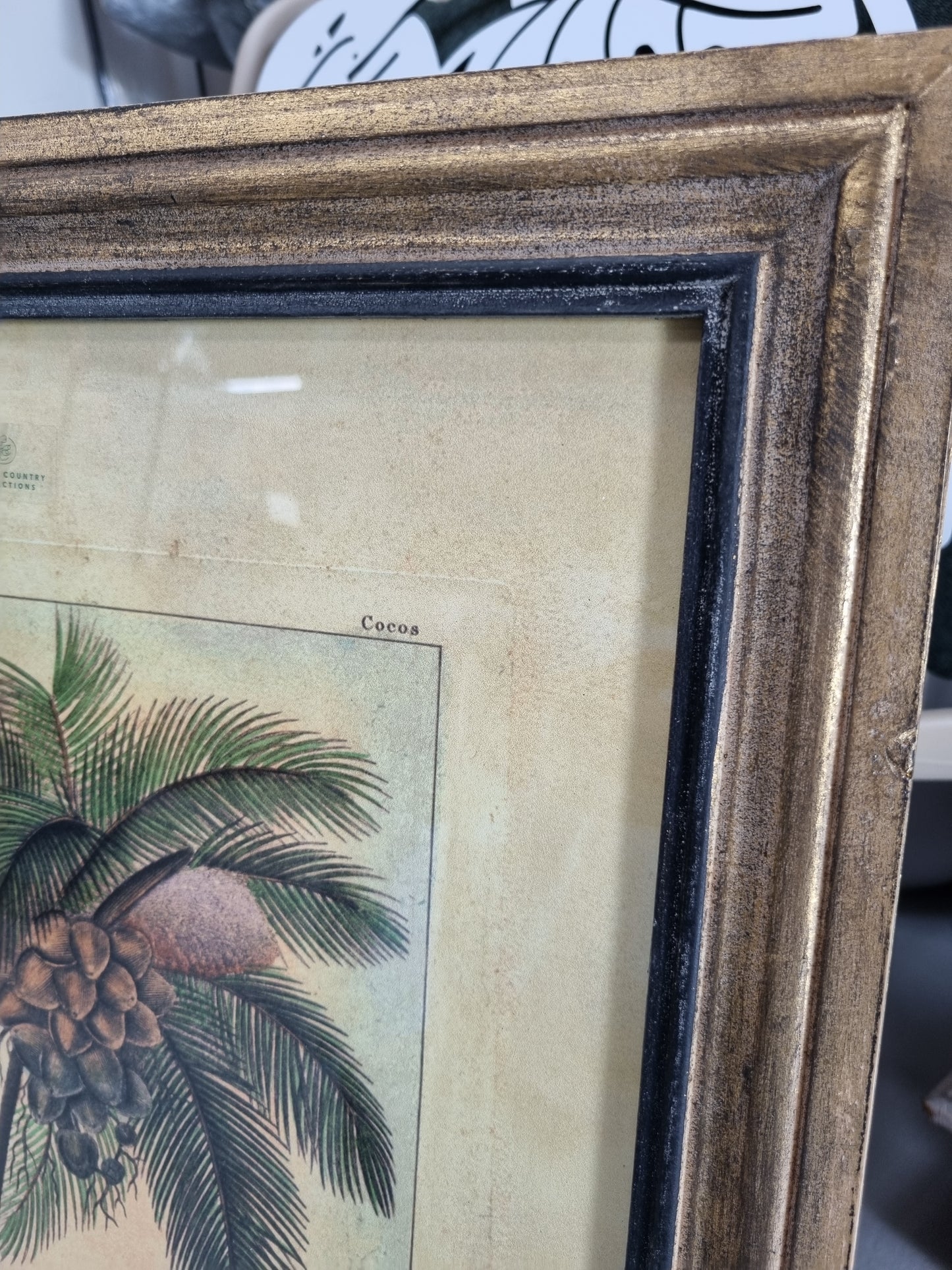 Framed Botanical Palm Art - Species B