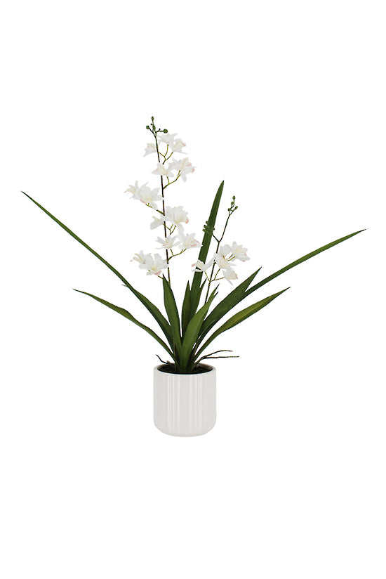 Faux Mini Cymbidium w/Ceramic Pot 55cm