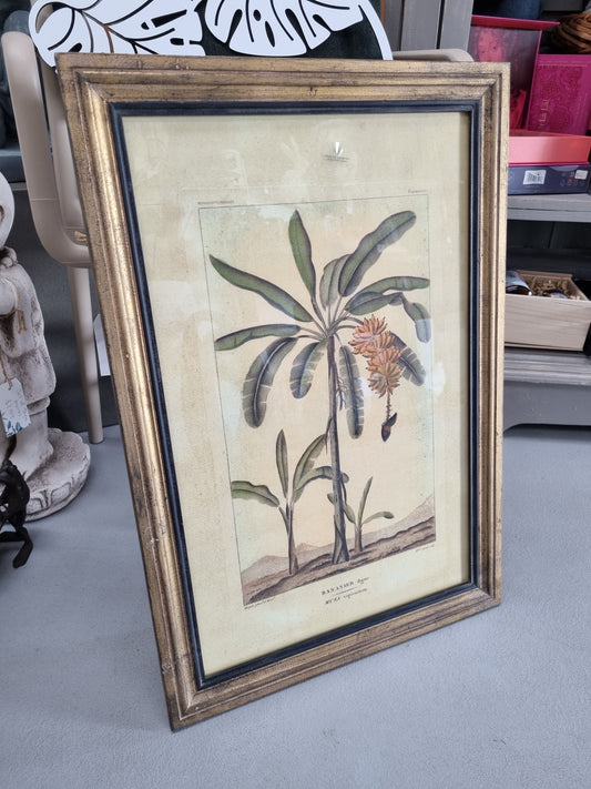 Framed Botanical Palm Art - Species A
