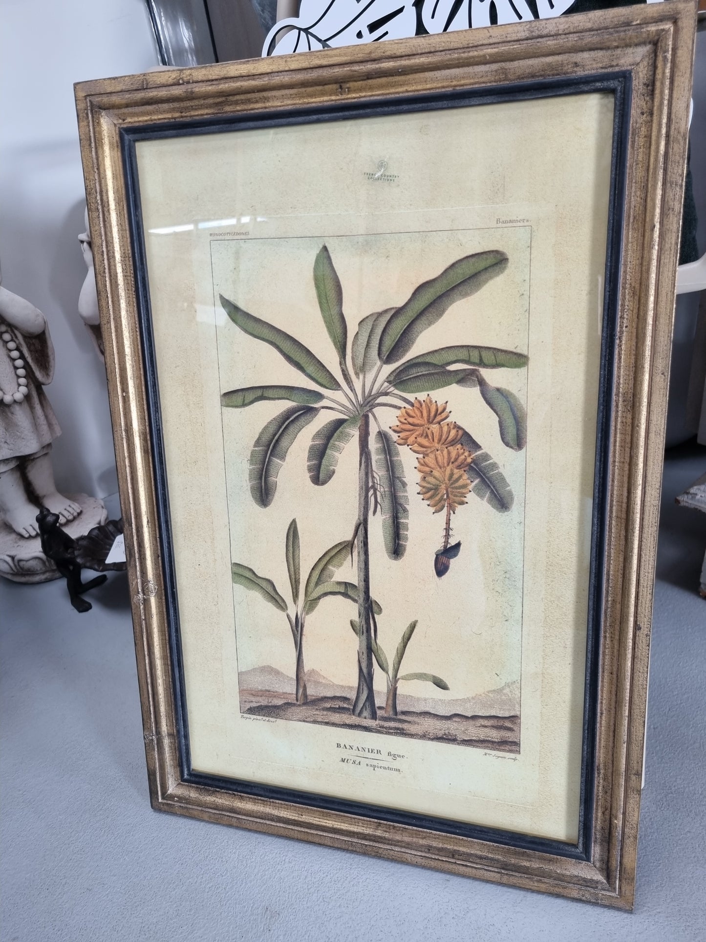 Framed Botanical Palm Art - Species A