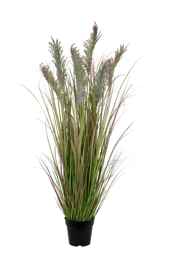 Faux Potted ToiToi