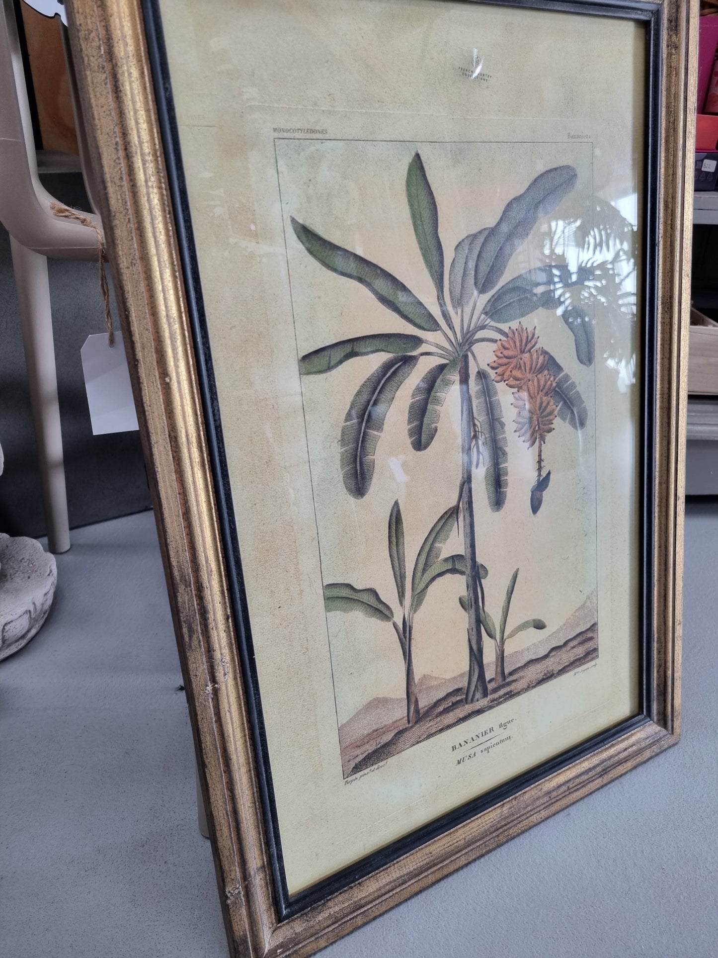 Framed Botanical Palm Art - Species A