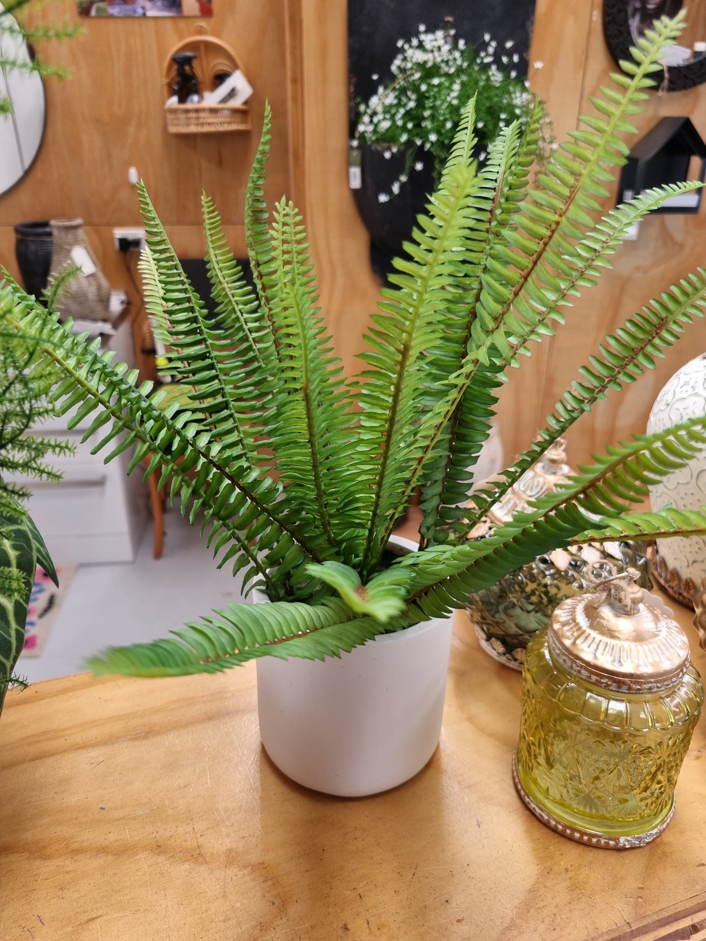 Faux Ladder Fern