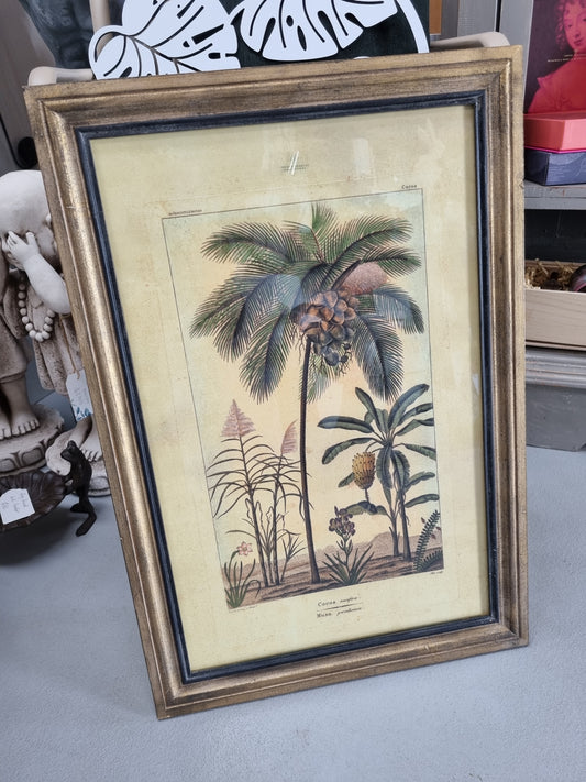 Framed Botanical Palm Art - Species B