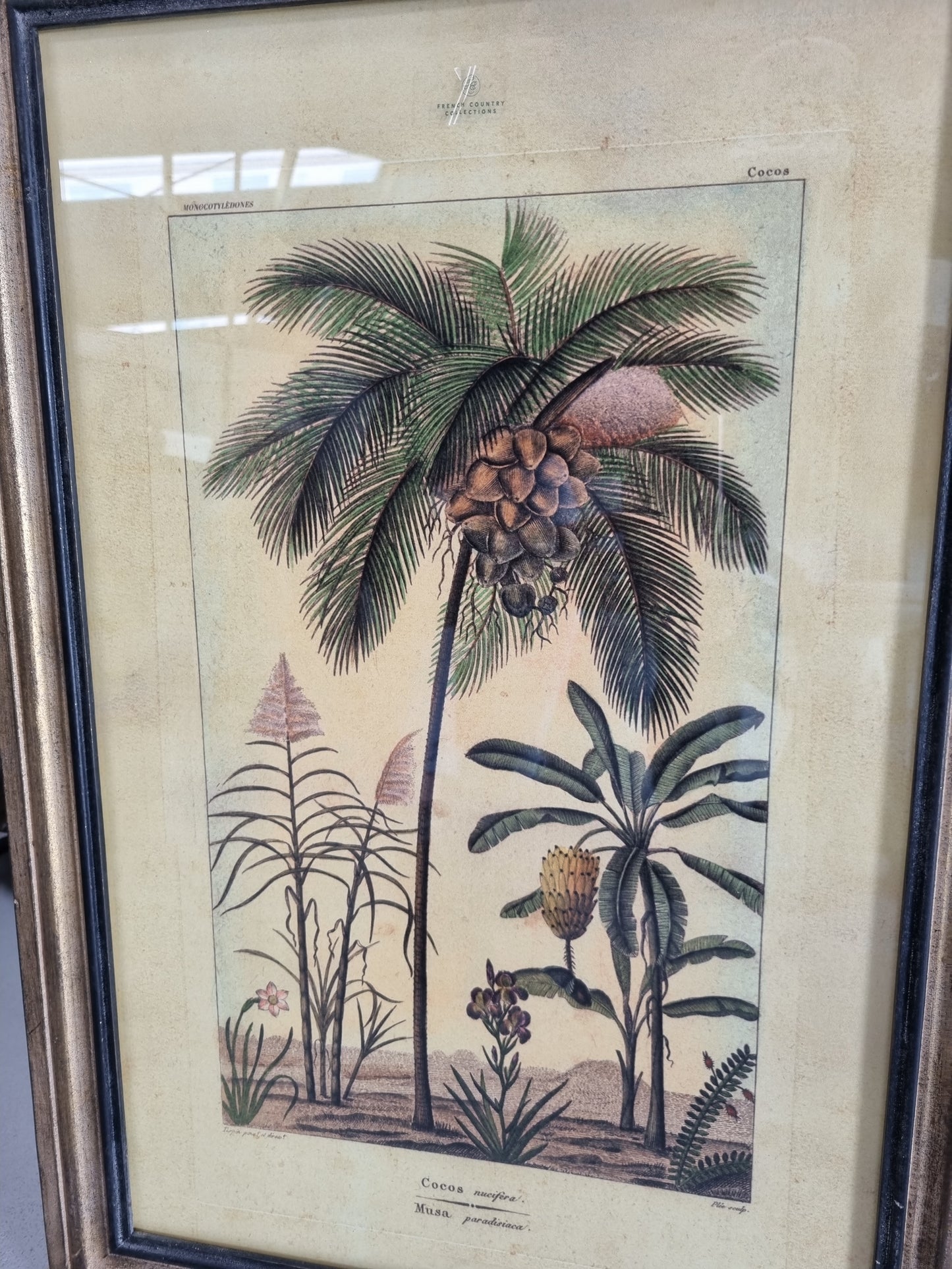 Framed Botanical Palm Art - Species B