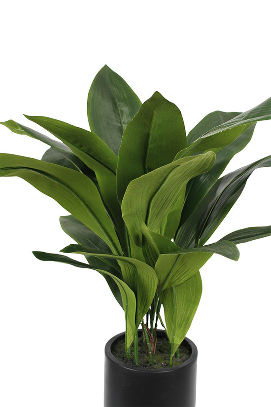 Aspidistra Potted Plant 76cm