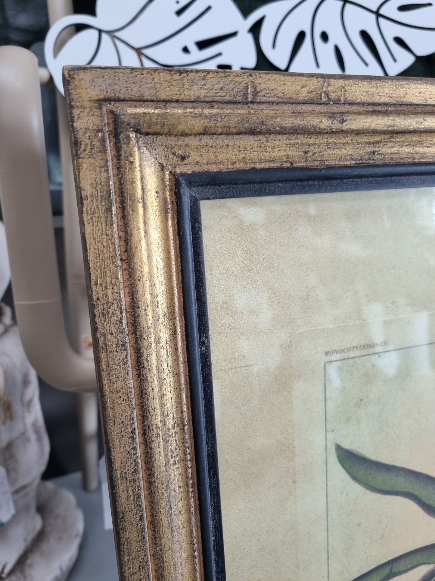 Framed Botanical Palm Art - Species A