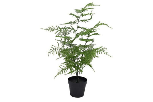 Faux Asparagus Fern