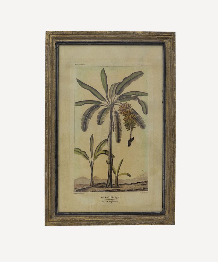 Framed Botanical Palm Art - Species A