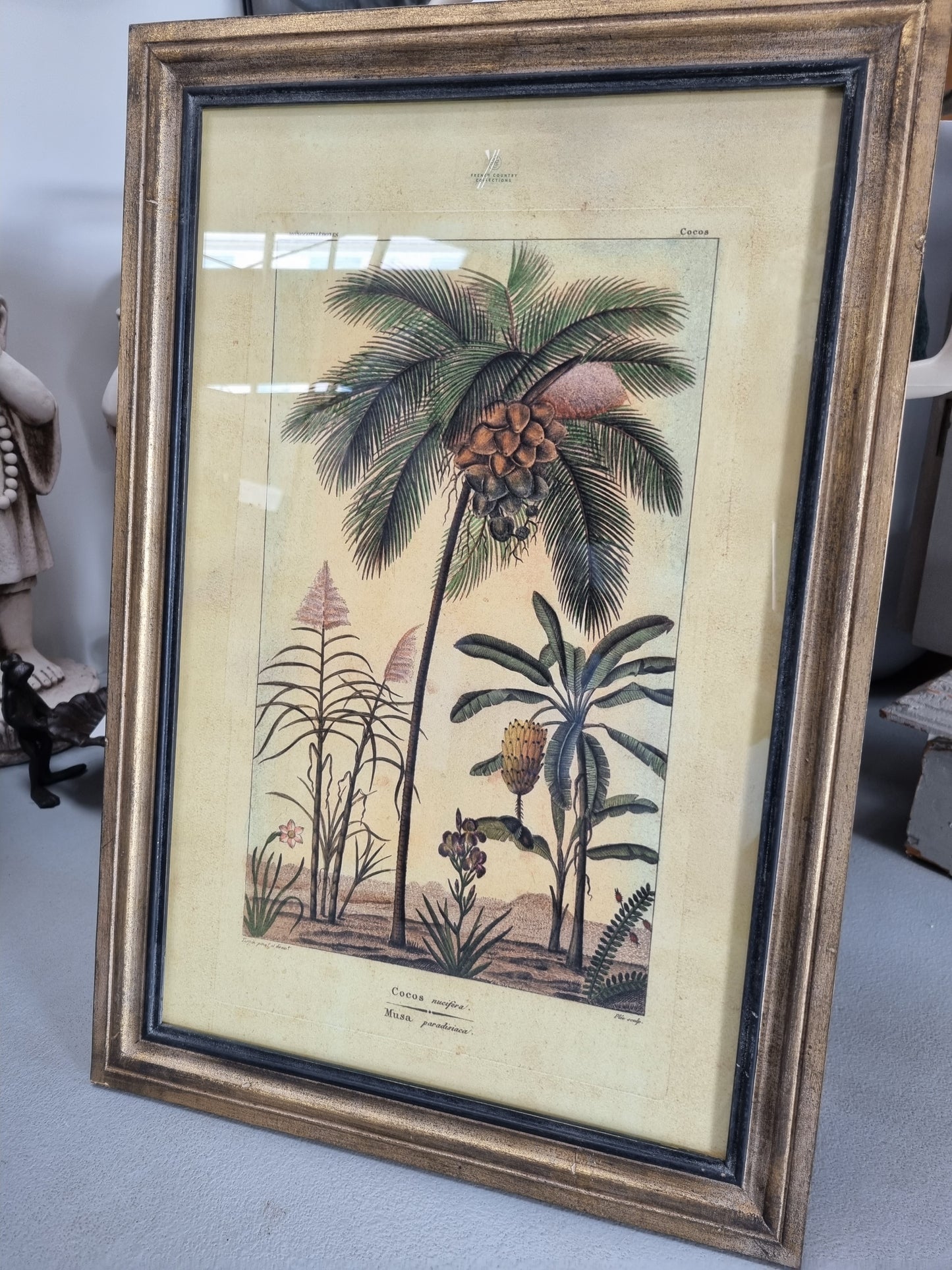 Framed Botanical Palm Art - Species B