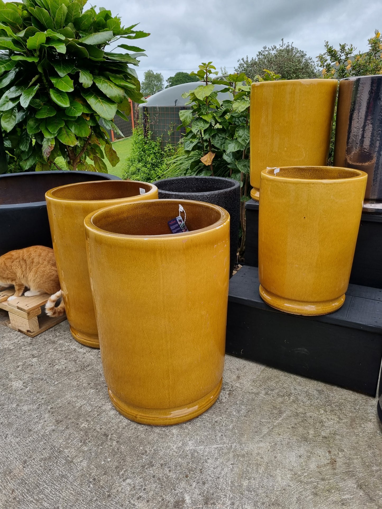 Lustre Tall - Mustard