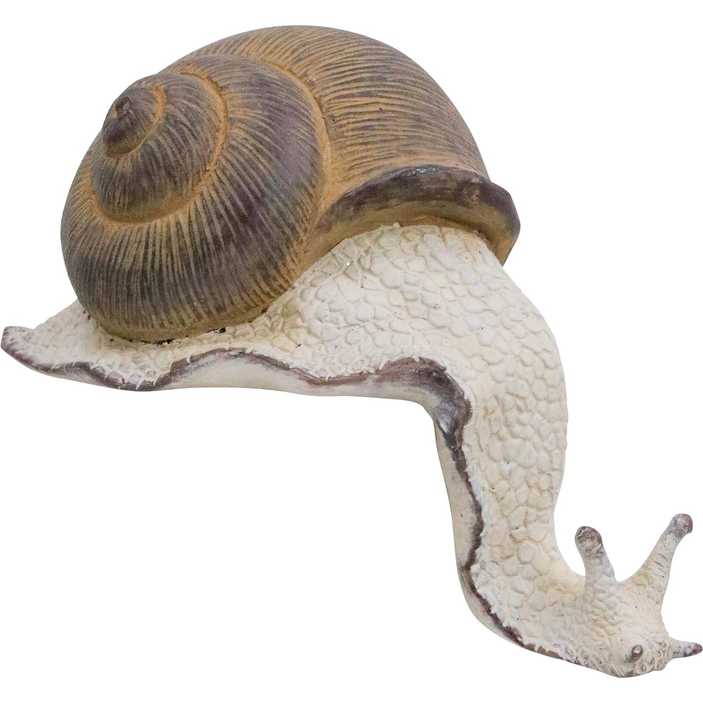 Ledge Snail