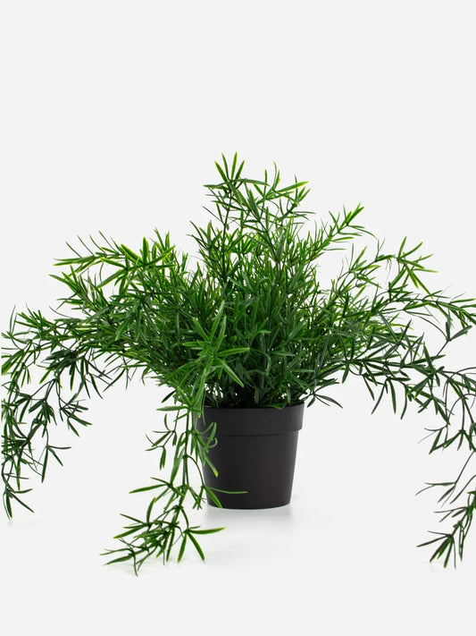 Faux Asparagus Fern Bush  Trailing - 22cm