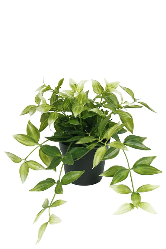 Faux Wandering Dew Green/White