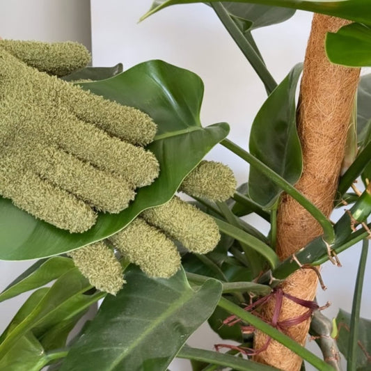 Plant Dusting Gloves