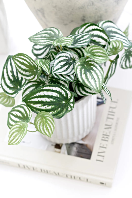Faux Watermelon Peperomia