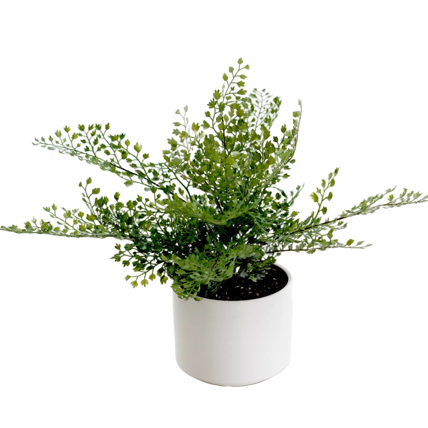 Faux Maidenhair Fern in Ceramic Pot