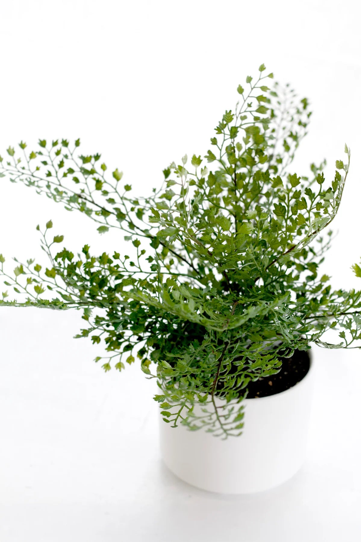 Faux Maidenhair Fern in Ceramic Pot