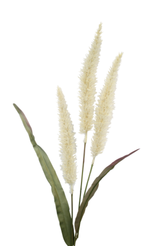 Fountain Grass