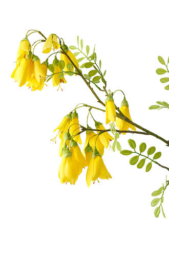 Faux Kowhai Spray 87cm