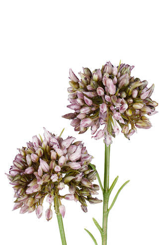 Mini Allium - Lavender