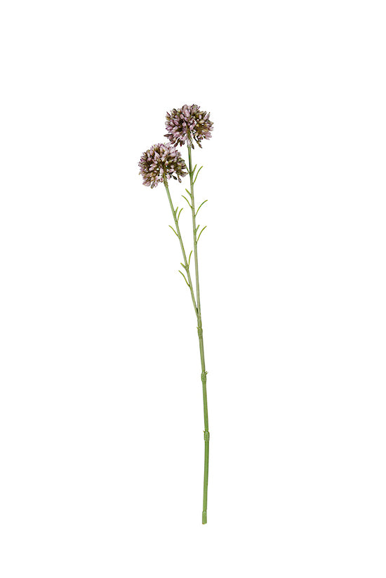 Mini Allium - Lavender