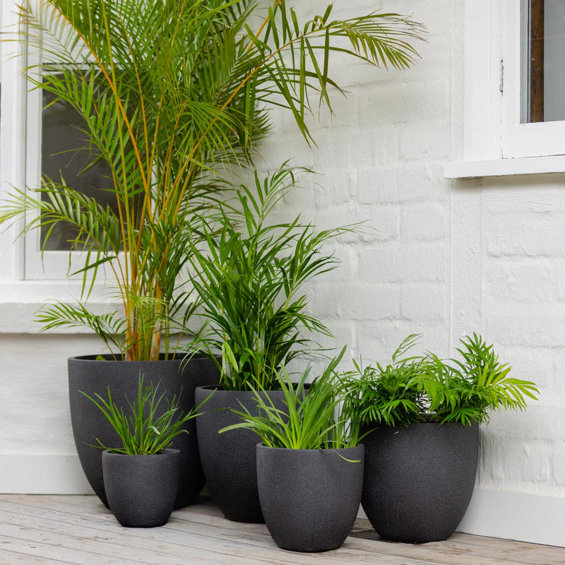 Vellum Eggs Pots - Black